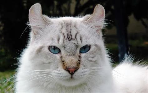 Highland Lynx Cats: Discover the Unique Personality