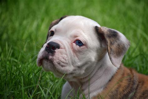 Olde English Bulldogge Puppies For Sale | Fort Worth, TX #302168