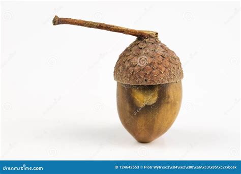 Tree Seeds Called an Oak on a White Table. Acorns Stacked Next T Stock Image - Image of three ...