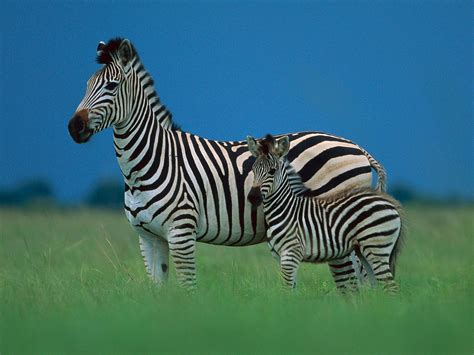 WildLife: Zebra Hd Wallpaper 2012