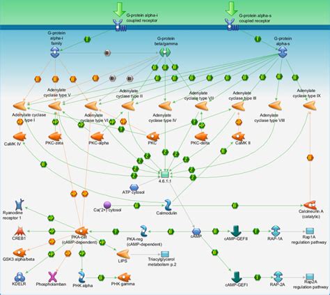 Signal transduction - cAMP signaling Pathway Map - PrimePCR | Life ...