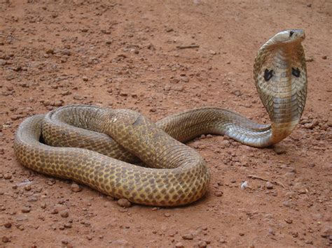 Download Indian King Cobra Snake Wallpaper Gallery