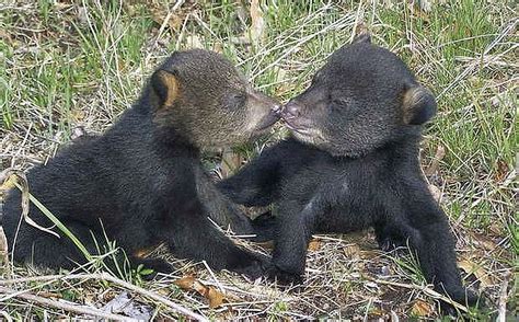 Louisiana black bear cubs | FWS.gov