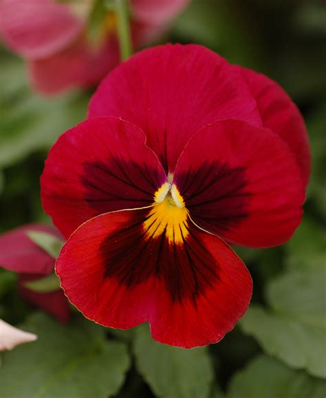 File:Pansy Viola x wittrockiana Red Cultivar Flower 2000px.jpg ...