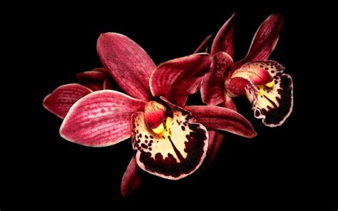 Red orchid, black background wallpaper | flowers | Wallpaper Better