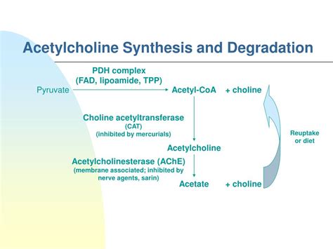 Acetylcholine Synthesis Pathway