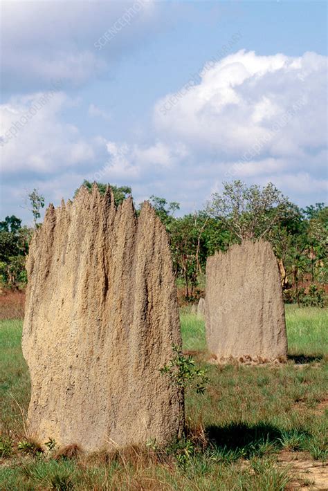 Termite mounds - Stock Image - Z290/0051 - Science Photo Library