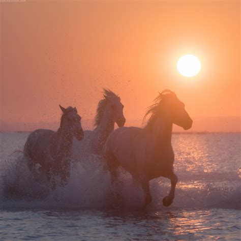 Camargue horses | Daniel Kordan