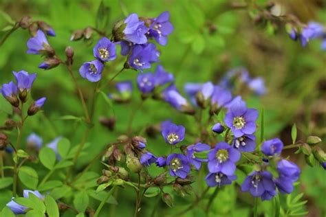 Jacob's Ladder (Polemonium reptans) | It took a while the fi… | Flickr