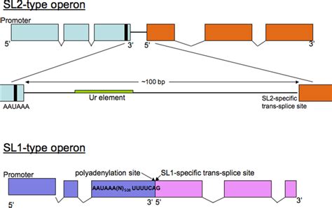 Figure 2, Two types of operons in C. elegans - WormBook - NCBI Bookshelf