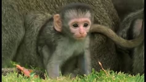 These Adorable Baby Monkeys Are So Playful! | Cheeky Monkey | BBC Earth ...