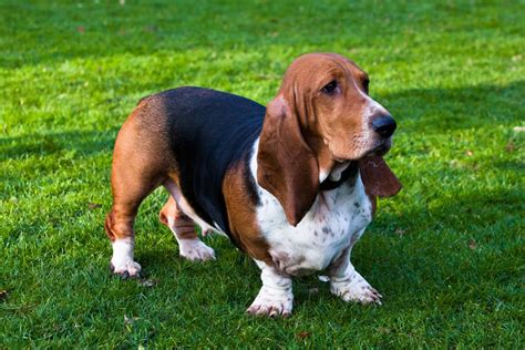 Le basset hound est un chien idéal pour la famille. | Perro sabueso basset hound, Razas de ...