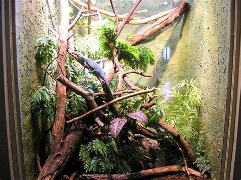 17 Best images about Reptile Habitats on Pinterest | Aquascaping, Zoos ...