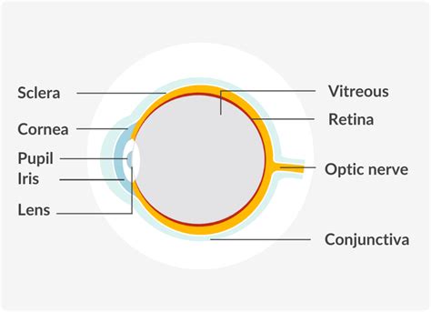 Eye Anatomy | Vision Direct AU