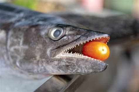 Closeup on Barracuda Teeth with Red Tomato. Sea Fresh Fish Barracuda at ...