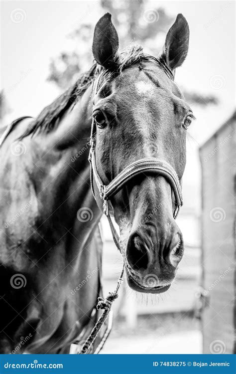 Beautiful Horse Portrait in Black and White Stock Image - Image of ...