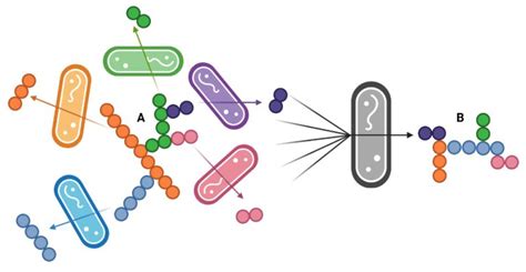 From complexity to simplicity via microbial division of labor inspired ...