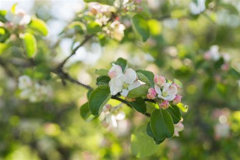 Closeup Blossoming Apple Tree with Pink Flowers in a Garden Stock Image ...