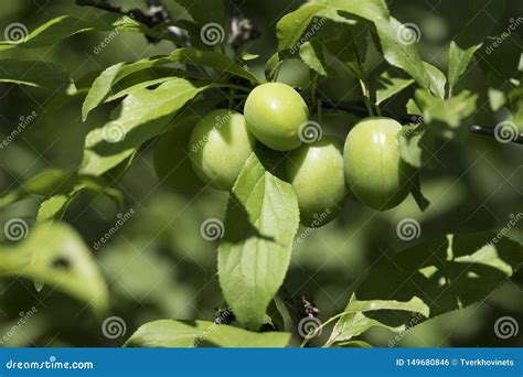 Green cherry plums stock photo. Image of berry, beautiful - 149680846