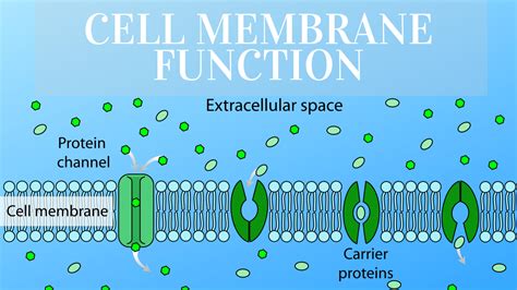 Cell Membrane: Function And Definition - Science Trends