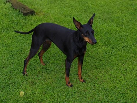 English Toy Terrier (Black and Tan) Info, Puppies, Pictures