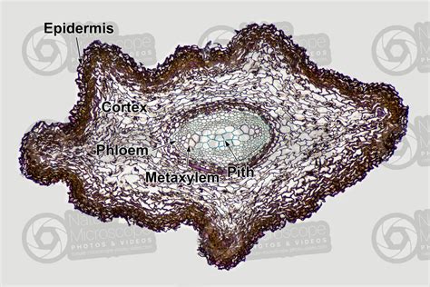 Osmunda regalis. Royal fern. Rhizome. Ectophloic siphonostele. Transverse section. 64X - Osmunda ...