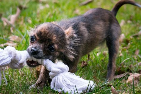 Un estudio revela el ranking de los perros más juguetones