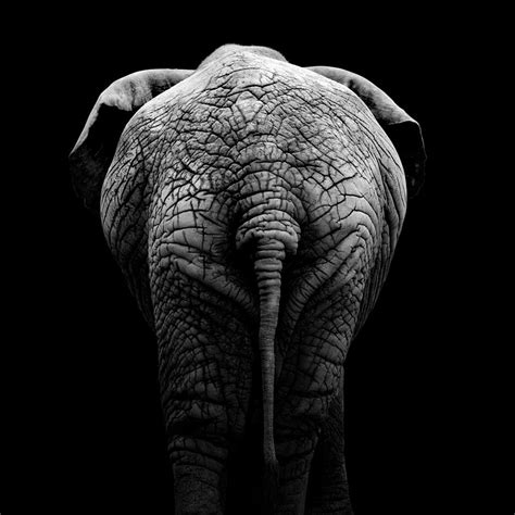 Portrait of Elephant in black and white II Photograph by Lukas Holas - Fine Art America