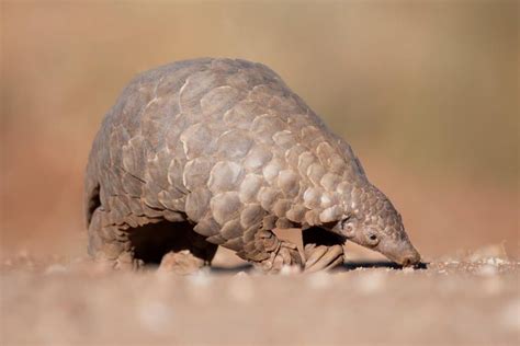 Pangolin And Other Rare Species On Camera Trap - Elephant Hills, Thailand