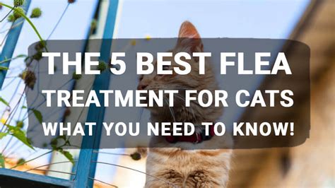 The 5 Best Flea Treatment for Cats: What You Need to Know! - Meowkai