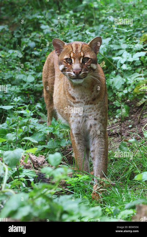 Asian Golden Cat (Pardofelis temminckii). Adult standing on vegetation Stock Photo - Alamy