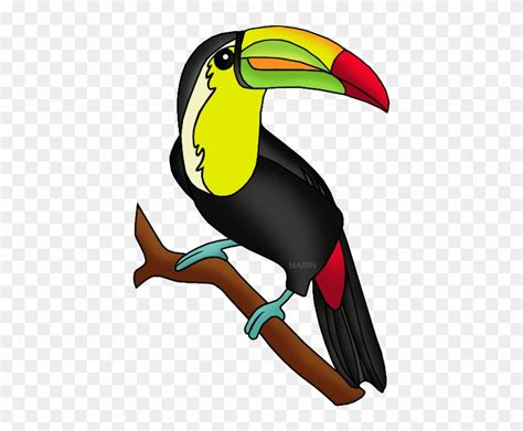 Toucan - Amazon Rainforest Animals Clipart - Free Transparent PNG ...