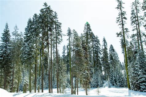 Free Stock Photo of Tall Snow Covered Coniferous Trees In Forest - Stock Image - Everypixel