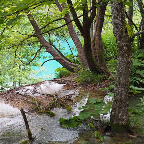 Free Images : forest, lake, river, stream, jungle, national park, body of water, clear water ...