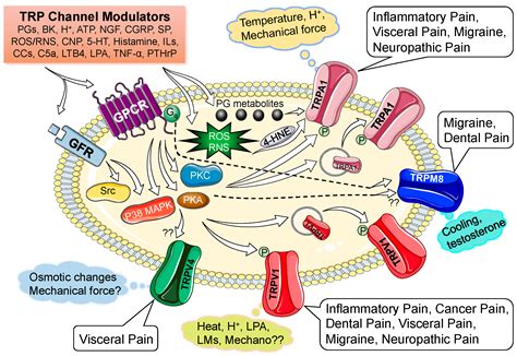 Pharmaceuticals | Free Full-Text | Nociceptive TRP Channels: Sensory Detectors and Transducers ...