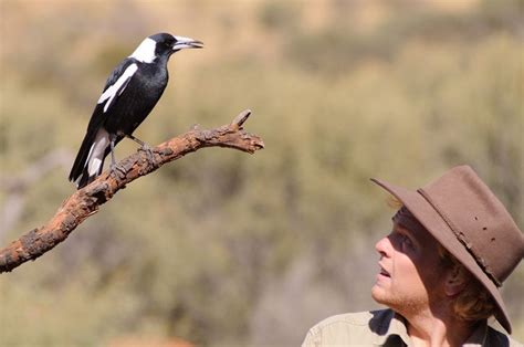 Black-and-white bandits: magpie swooping season is here - Australian Geographic