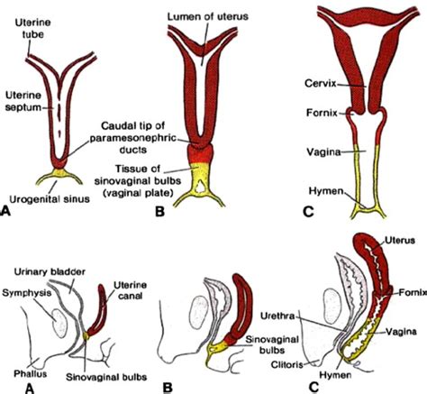 The female reproductive system embryology.