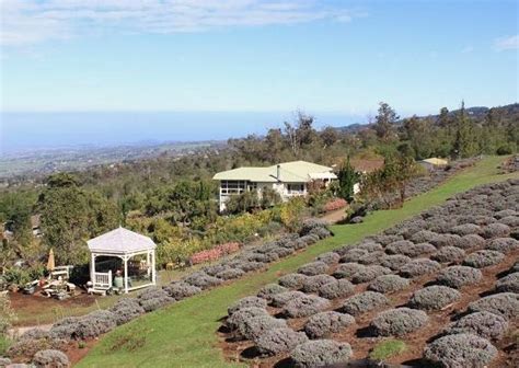 Ali'i Kula Lavender Farm - Maui | Only In Hawaii