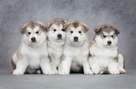 Where to Find Alaskan Malamute Puppies for Sale - Dogable