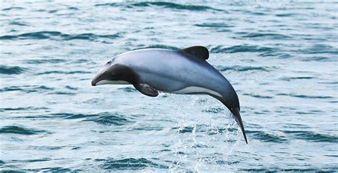 Akaroa Dolphins-Harbour Nature Cruises | Christchurch NZ