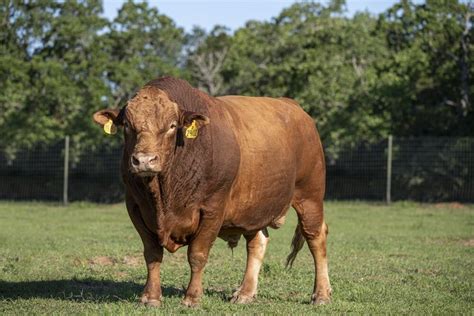 Akaushi Cattle Traits — Akaushi Association Association