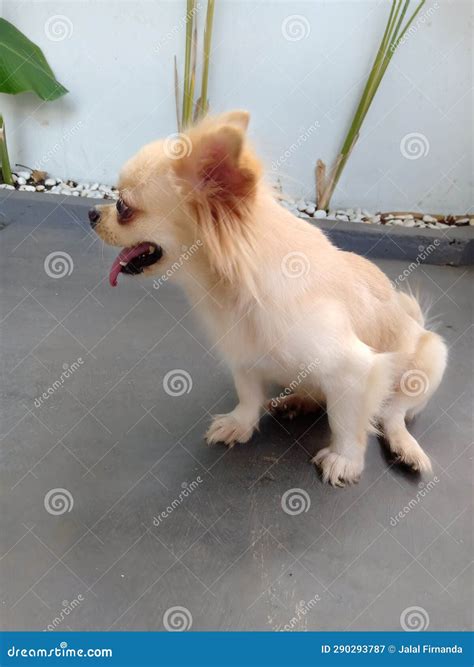 Beloved dog stock image. Image of terrier, animal, puppy - 290293787