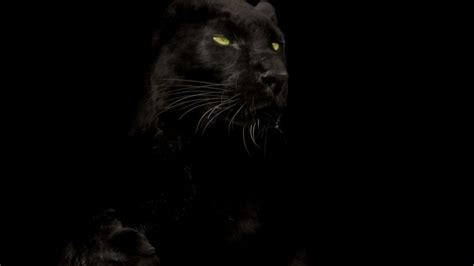 Black Panther Animal Phone Wallpaper - technology