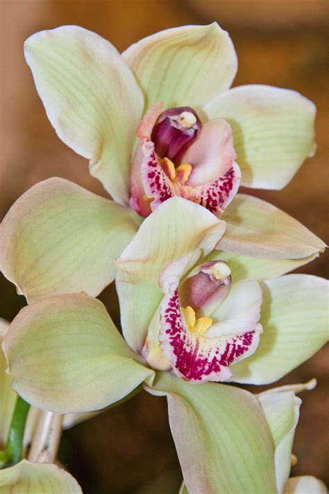 Orchids Light Green Pink · Free photo on Pixabay