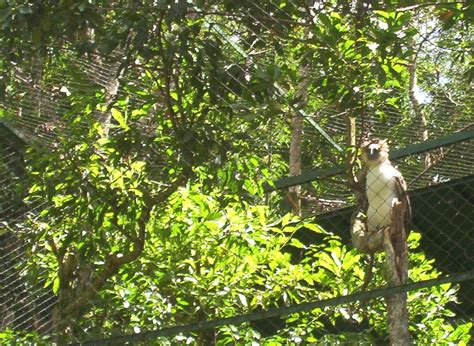 Declare Philippine eagle nesting territory critical habitat - Philippine Morning Post