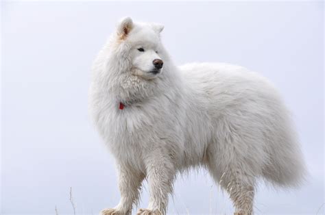 Fond d'écran : le renard arctique, duveteux, vertébré, Chien comme ...