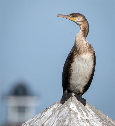 Great Cormorant