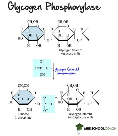 Glycogen Structure & Glycogenolysis – MCAT Biochemistry | MedSchoolCoach