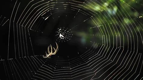 Garden Spider Building Web Close Up Time Lapse Stock Footage Video ...