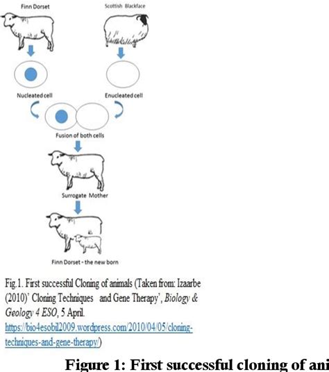 [PDF] Ethical concerns in Animal Cloning: Possible Risks and Assessment ...